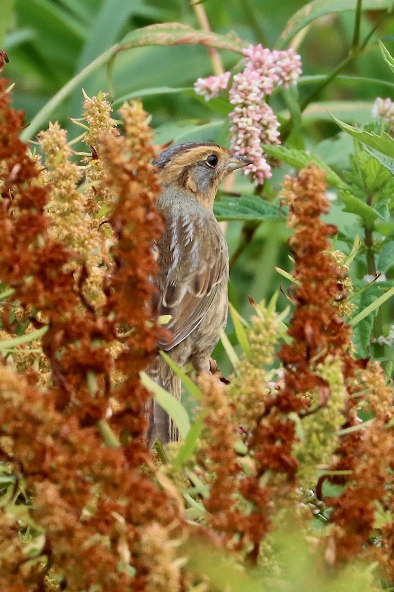Nelson's Sparrow - Marsha Duggan