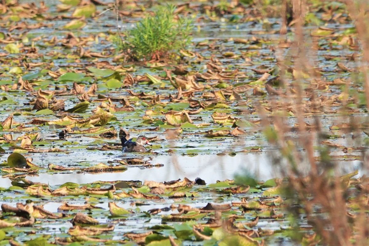 Wood Duck - ML609235746