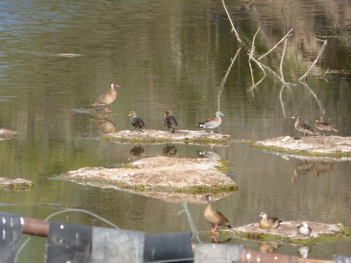 Ringed Teal - ML609235807