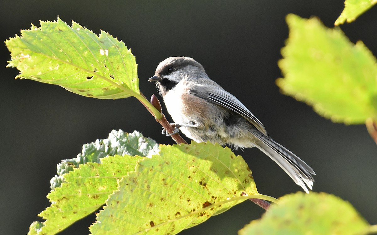 Mésange à tête brune - ML609235832