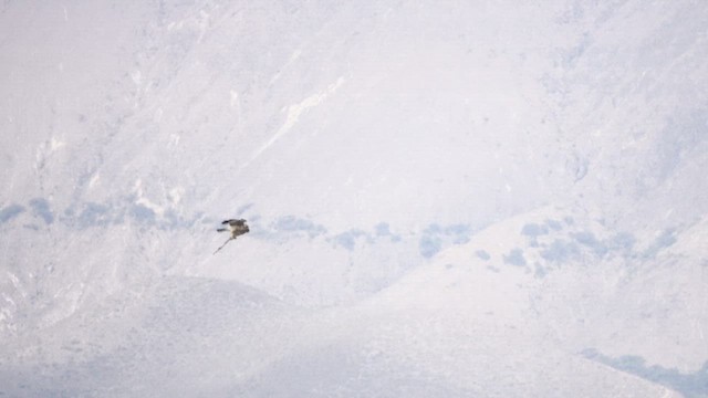 Variable Hawk - ML609235842