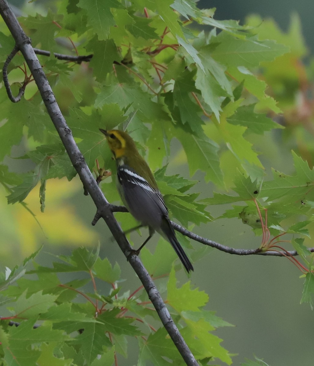 Black-throated Green Warbler - ML609235870