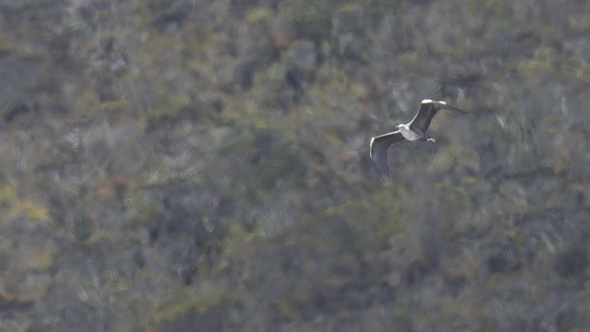 Pacific Heron - Robert Tizard