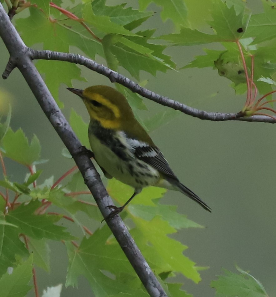 Black-throated Green Warbler - ML609235876