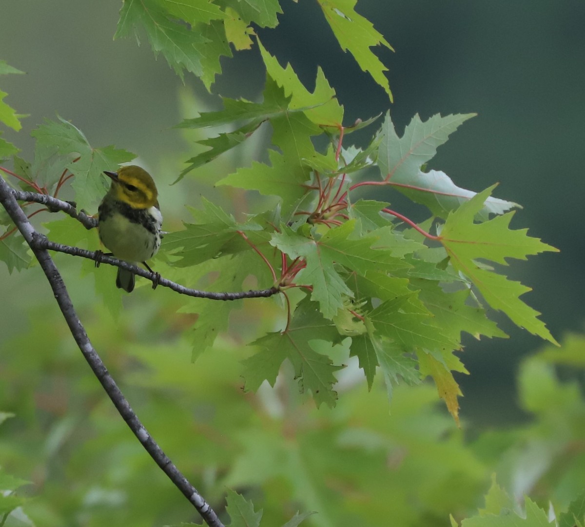 Black-throated Green Warbler - ML609235884