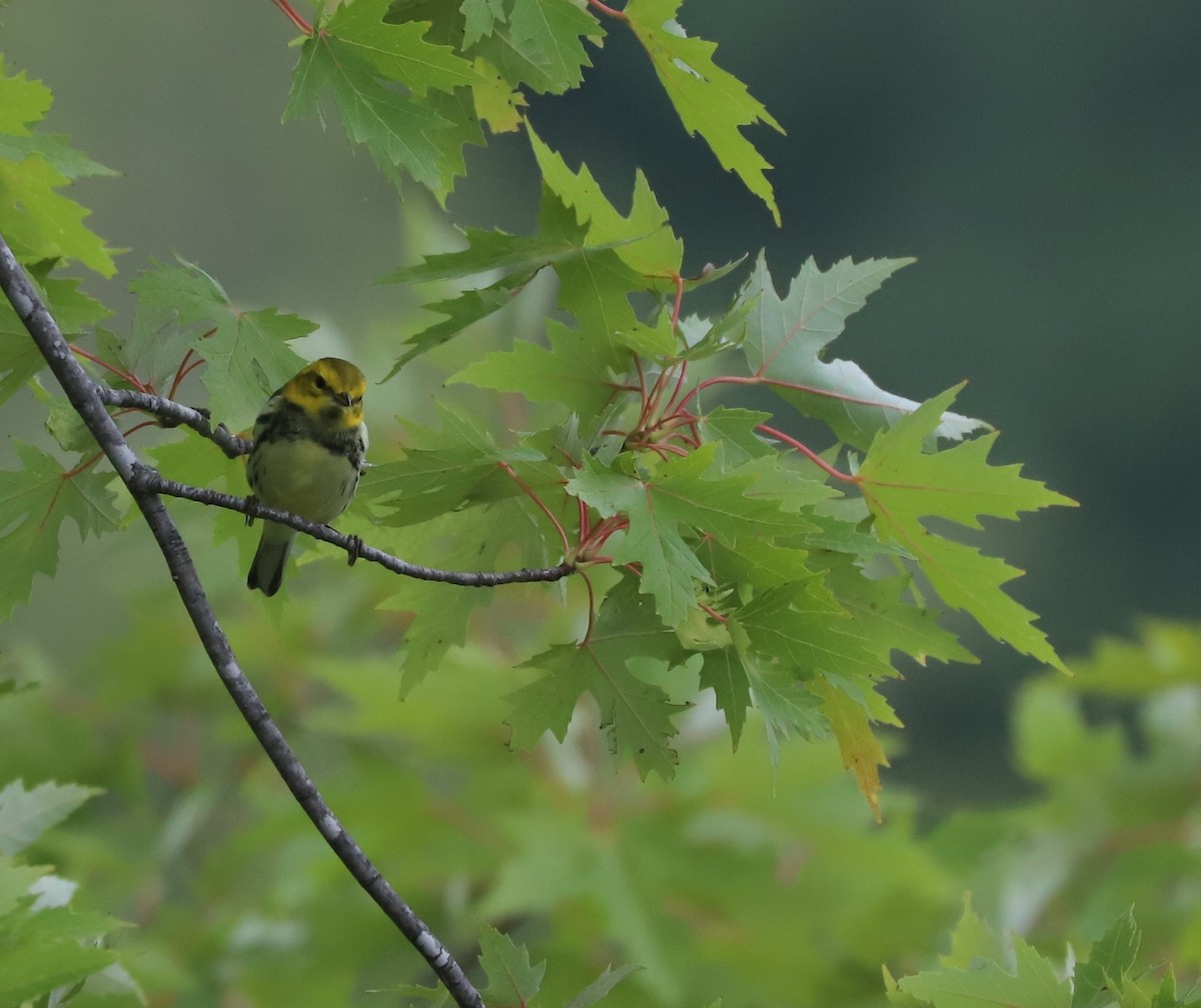Black-throated Green Warbler - ML609235886