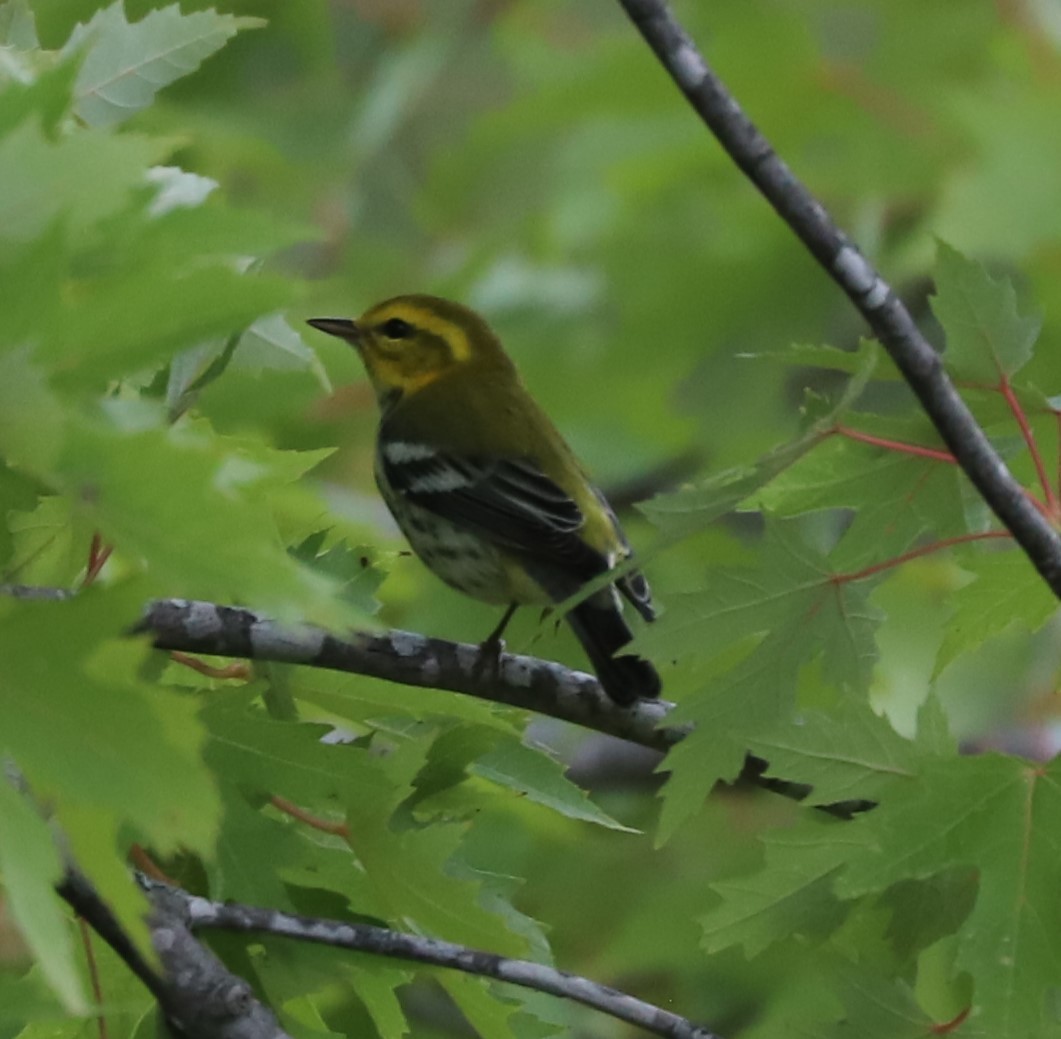 Black-throated Green Warbler - ML609235897