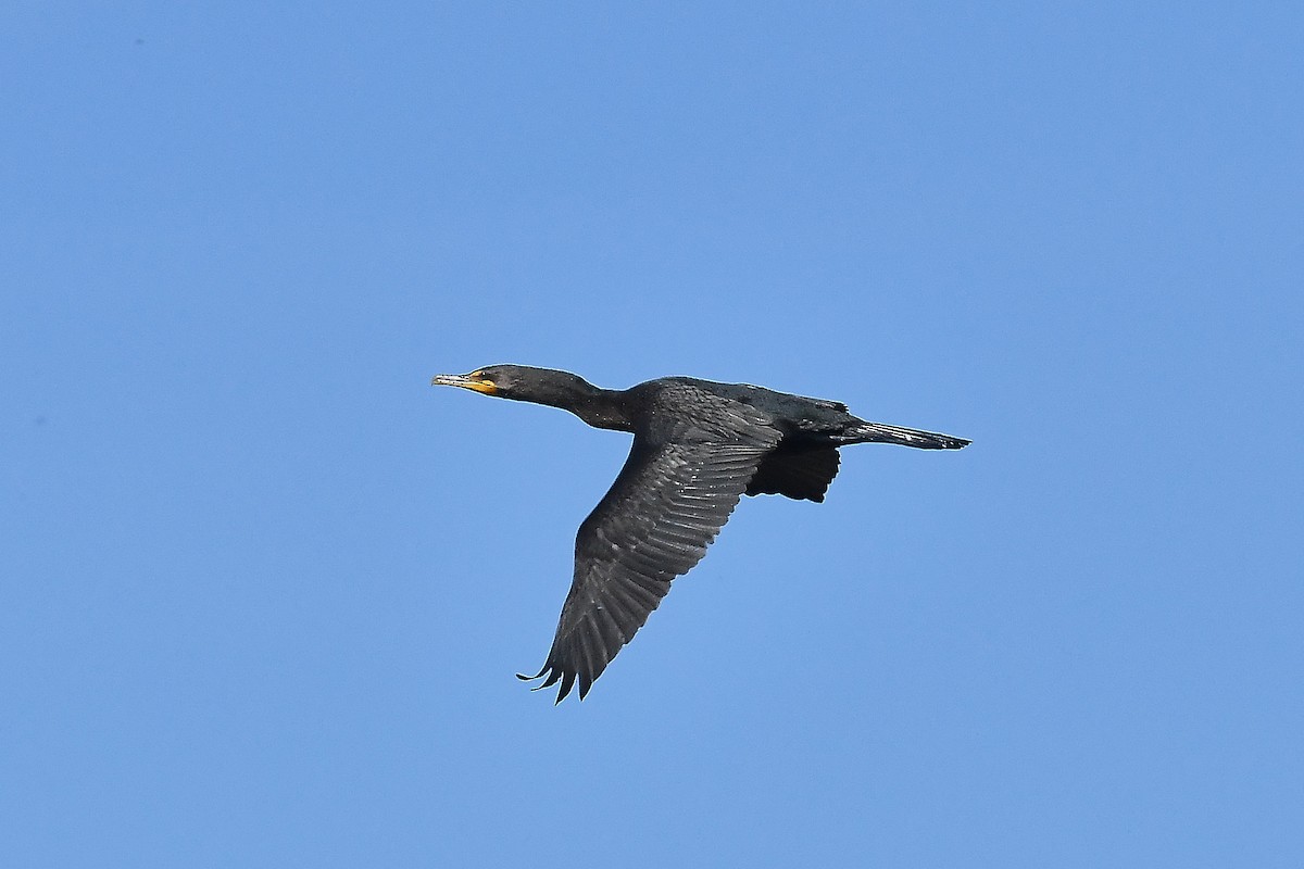 Double-crested Cormorant - Walter Wehtje