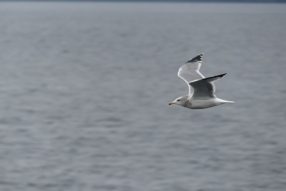 California Gull - ML609235940