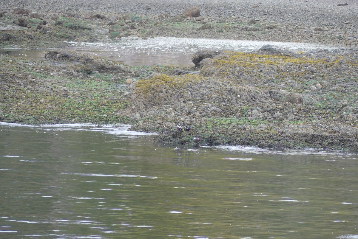 Harlequin Duck - ML609235942