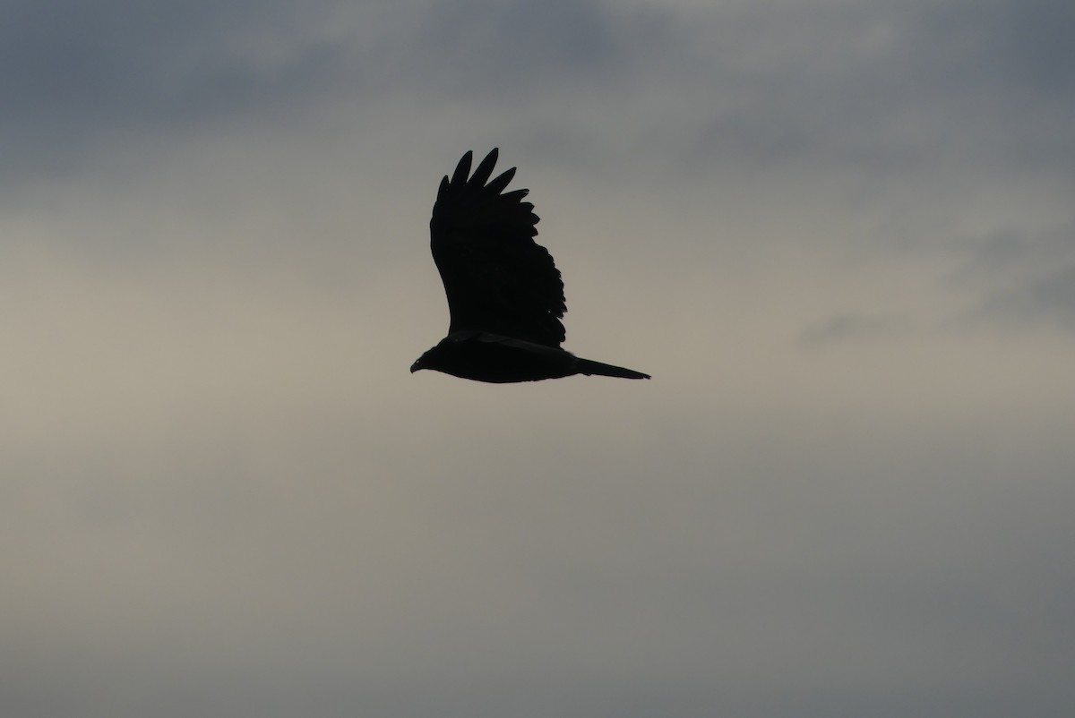 Turkey Vulture - ML609235981