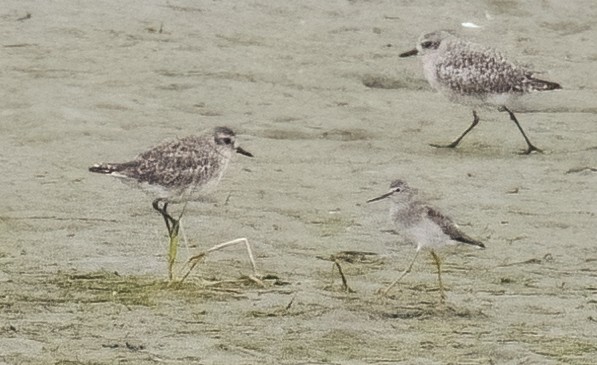 Lesser Yellowlegs - ML609236057