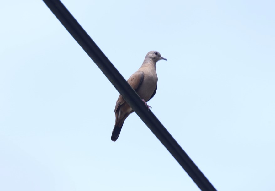 Ruddy Ground Dove - Max Khoo