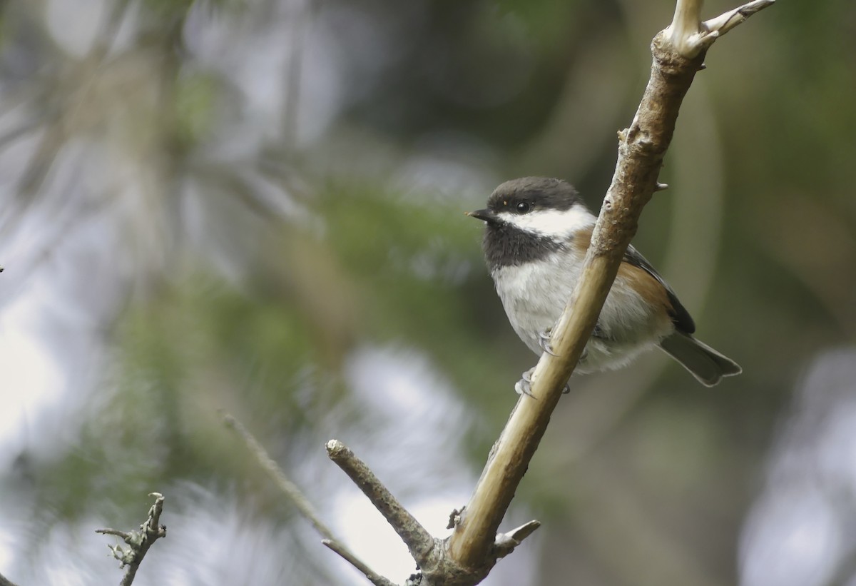 Chestnut-backed Chickadee - Daniel P