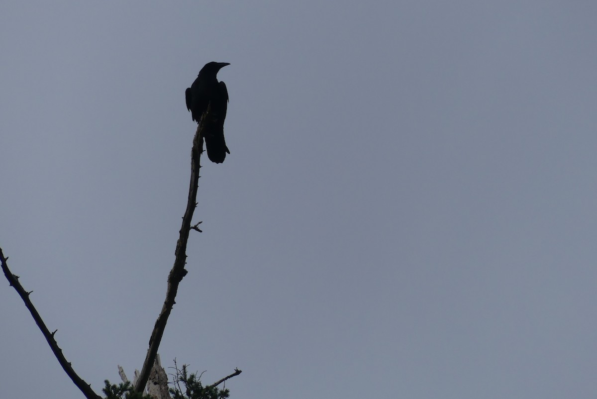 Common Raven - ML609236138