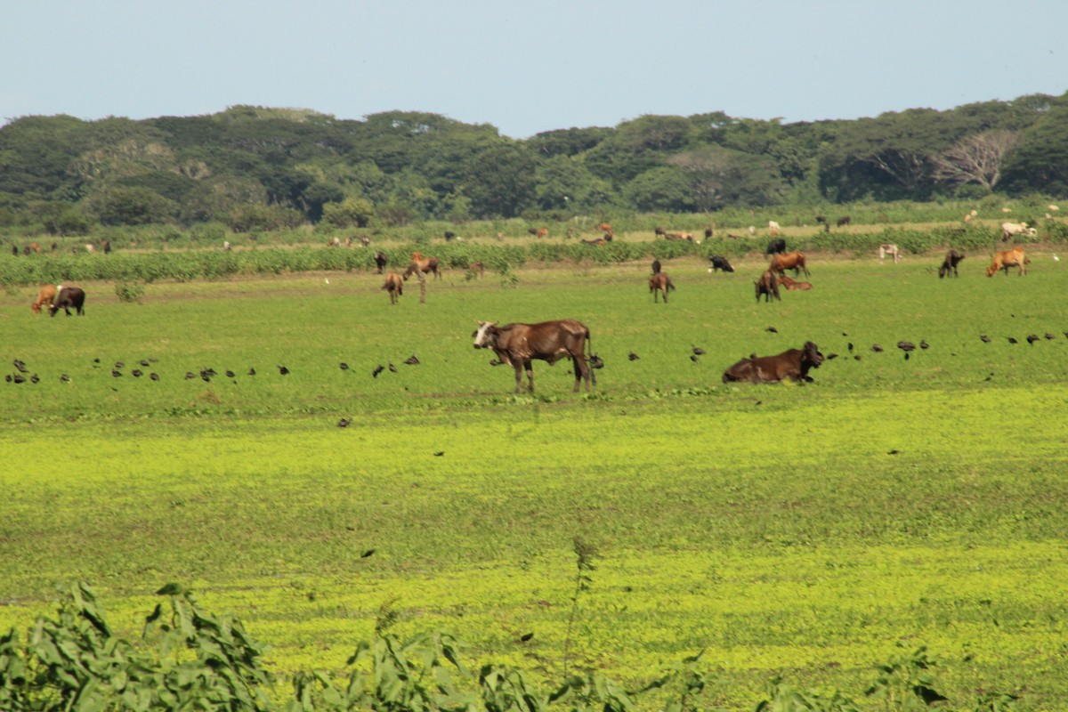 Glossy Ibis - ML609236148