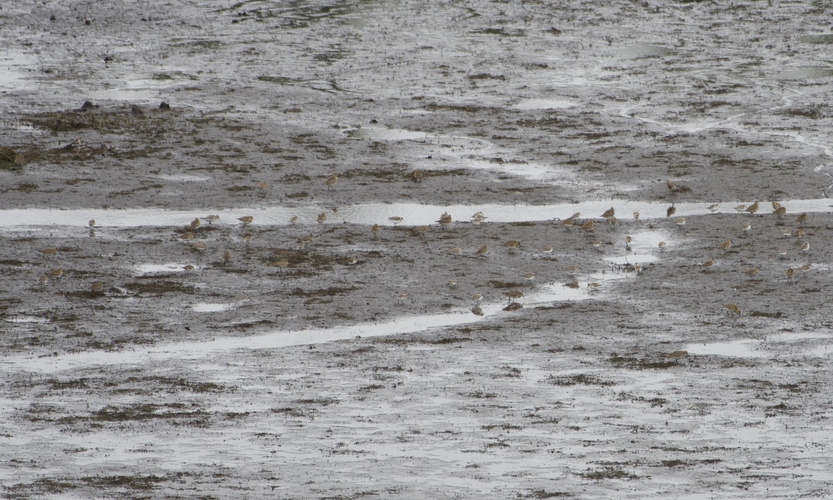 Pectoral Sandpiper - ML609236168