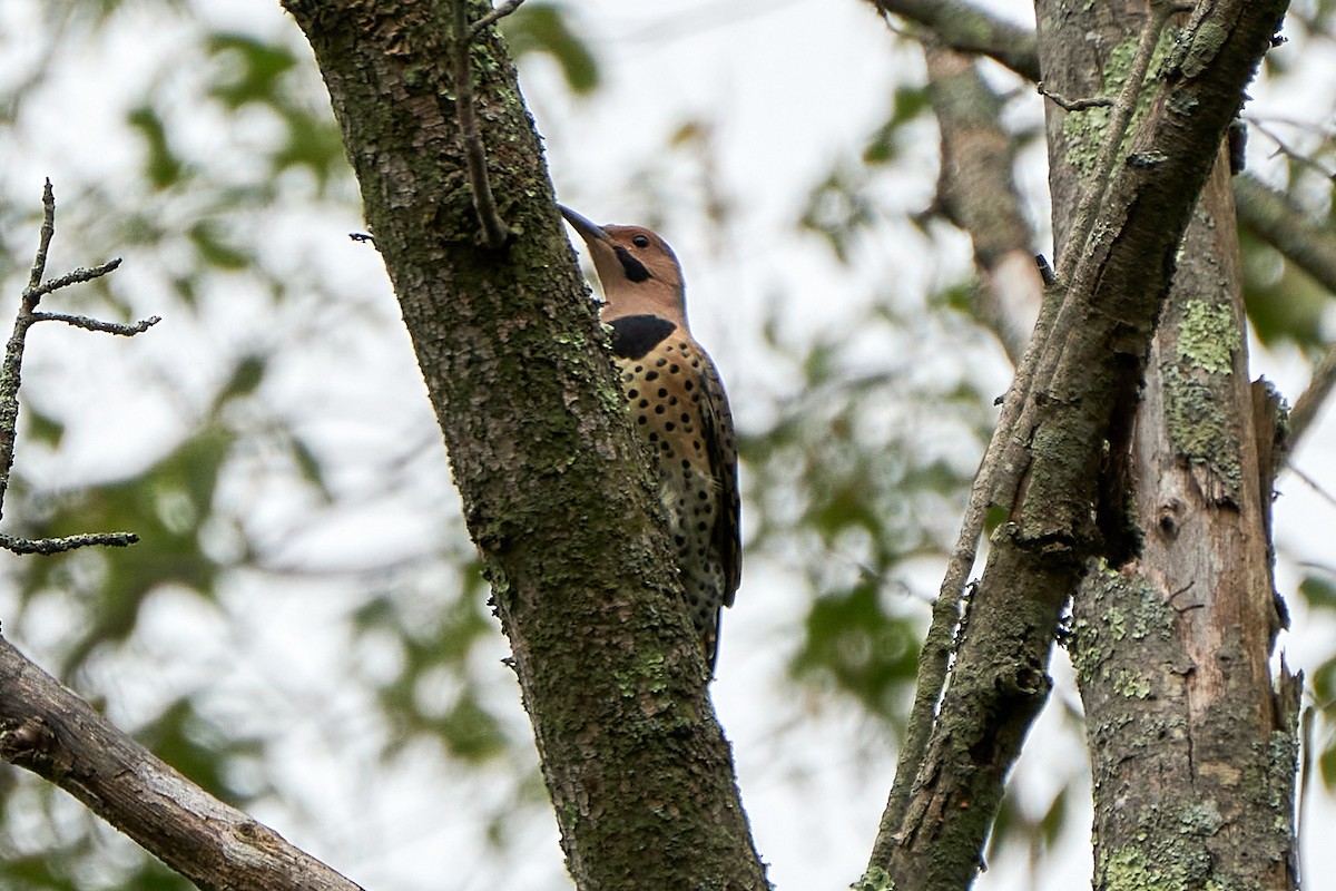 Northern Flicker (Yellow-shafted) - Jay Dia