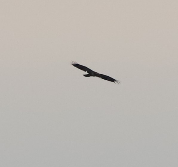 Bald Eagle - ML609236195