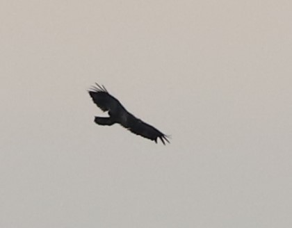 Bald Eagle - ML609236215