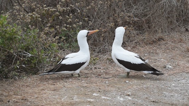 Nazca Booby - ML609236283