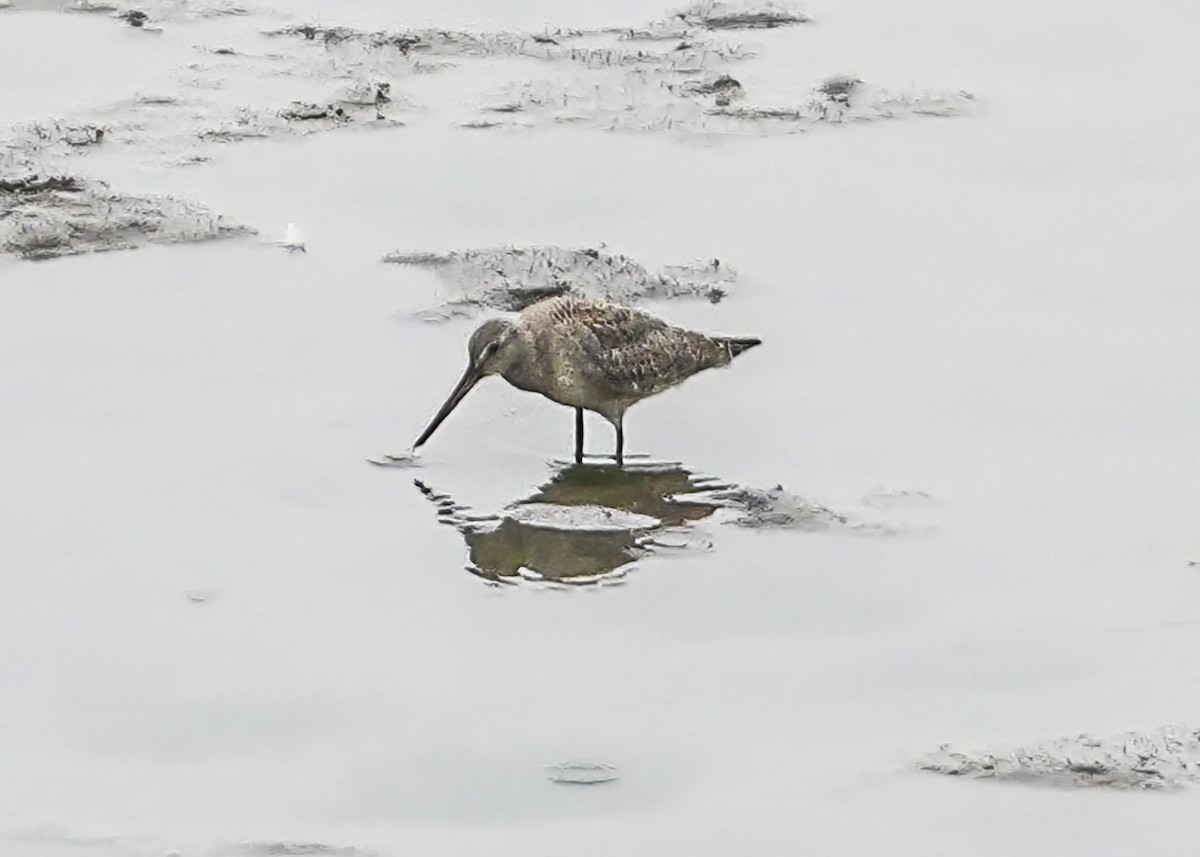 Hudsonian Godwit - ML609236528