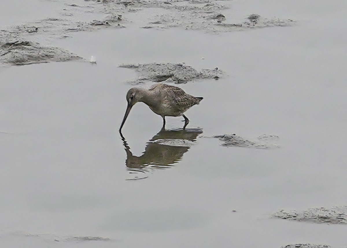 Hudsonian Godwit - ML609236532