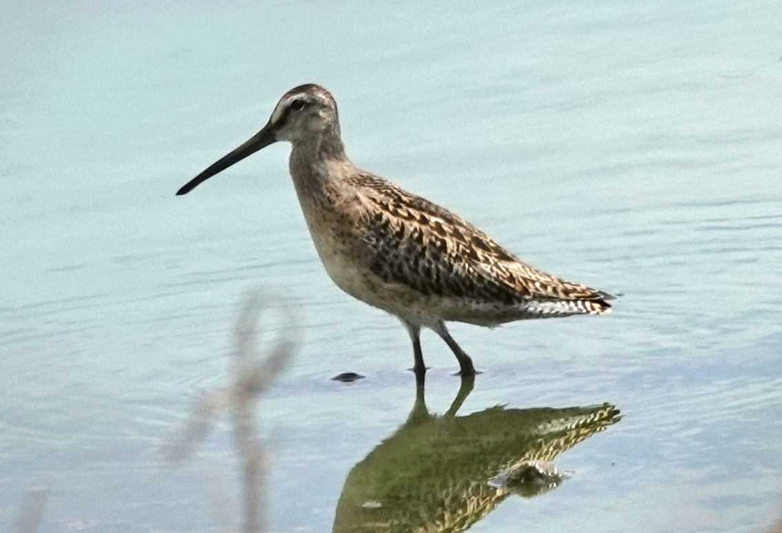 Short-billed Dowitcher - Cathy Beck