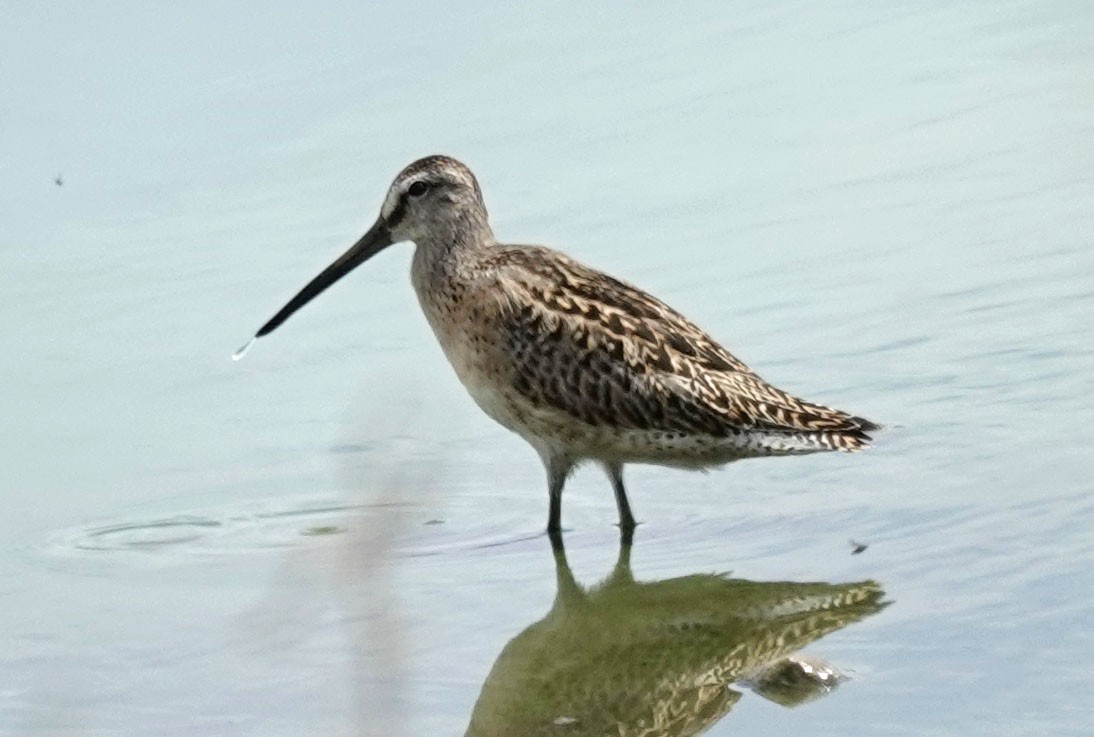 Short-billed Dowitcher - Cathy Beck