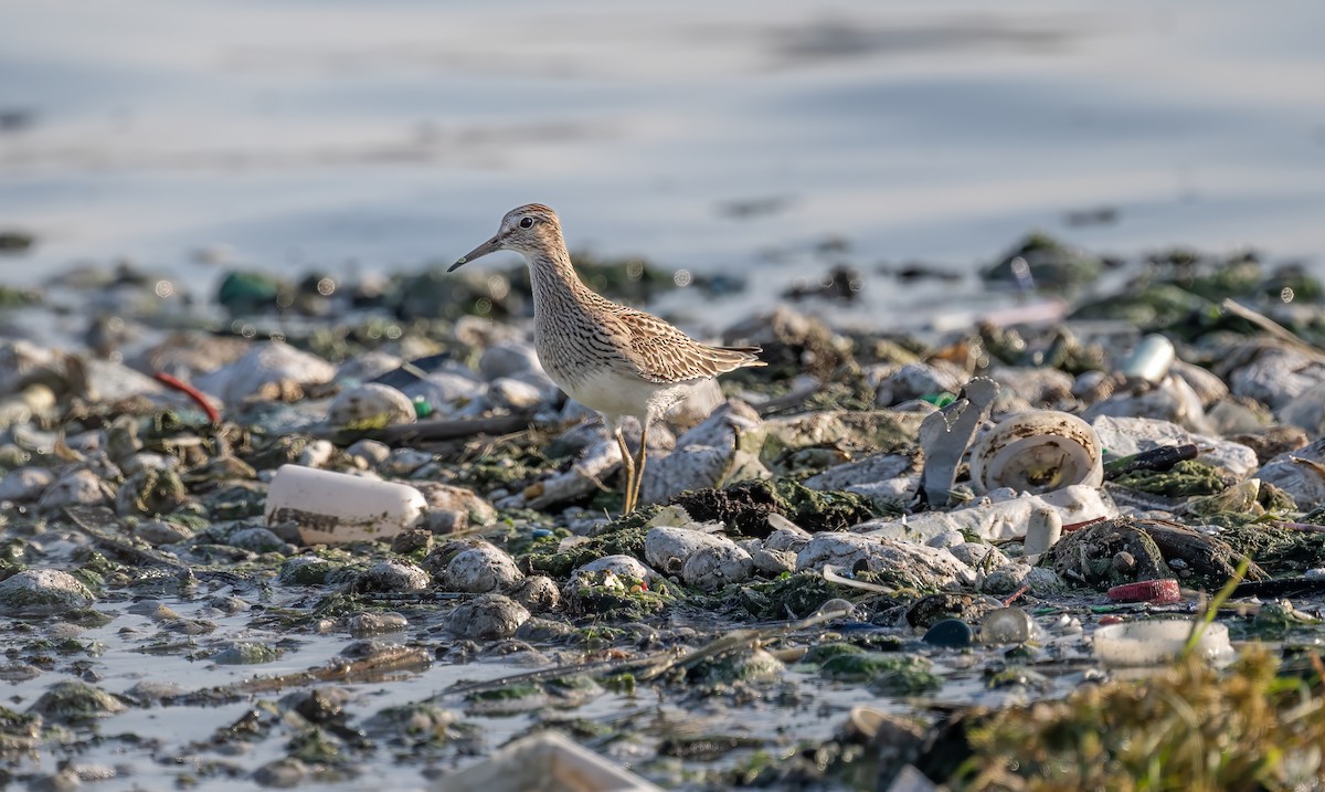 Pectoral Sandpiper - ML609236689