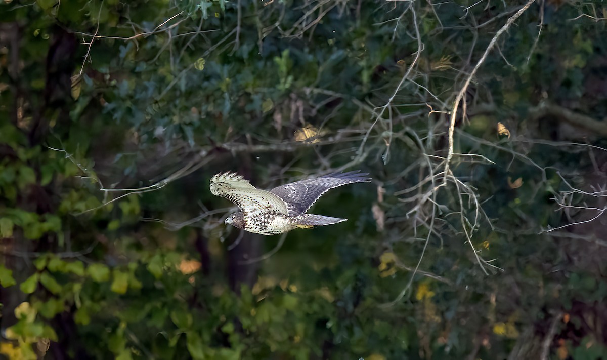 Red-tailed Hawk - ML609236719