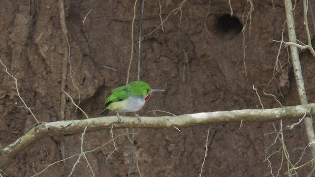 todi portorický - ML609236767