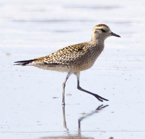 American Golden-Plover - ML609236819