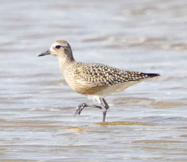 American Golden-Plover - ML609236820