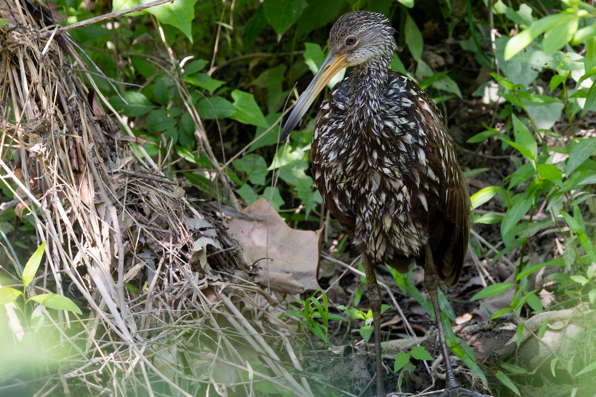 Limpkin - Lance Runion 🦤