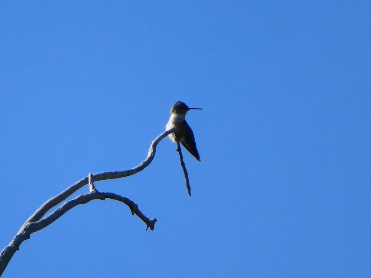 Broad-tailed Hummingbird - ML609236852