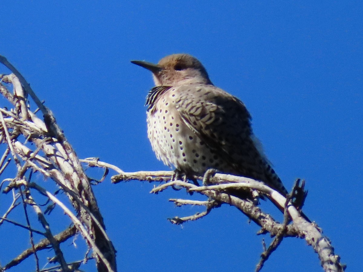 Northern Flicker - ML609236861