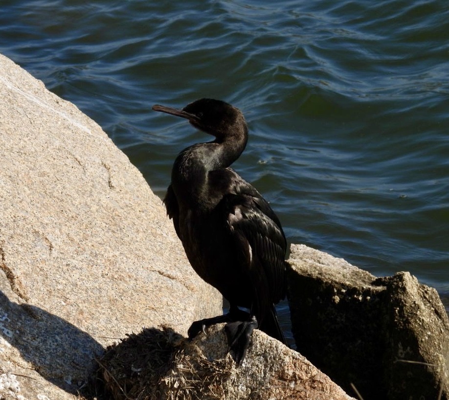 Pelagic Cormorant - ML609236869