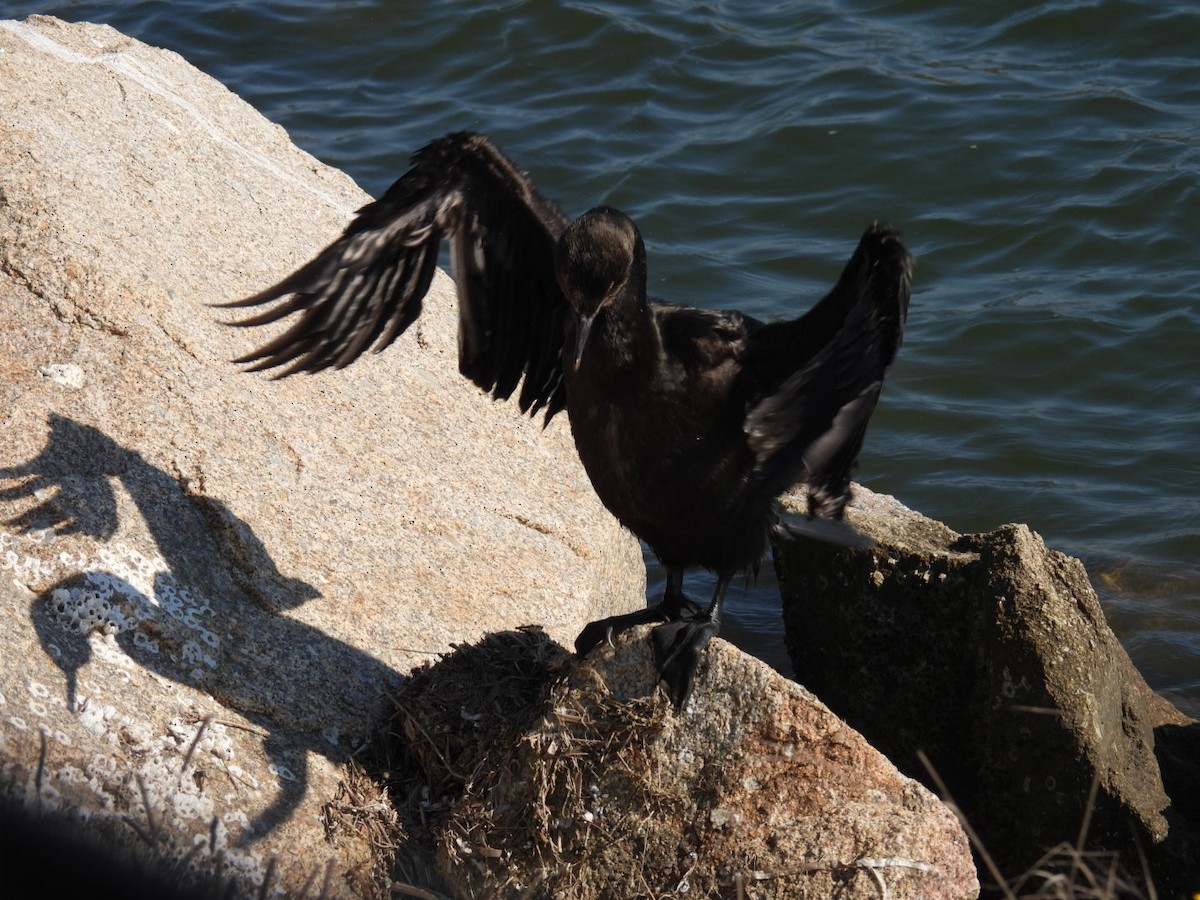 Pelagic Cormorant - ML609236870