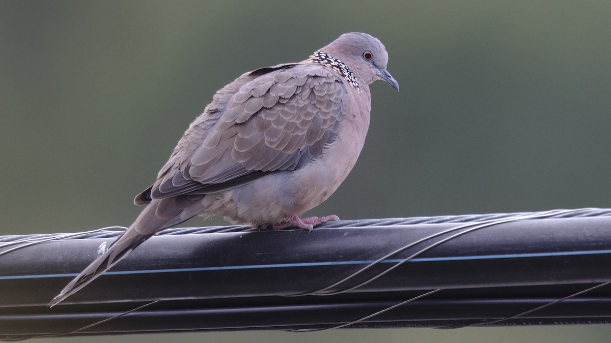 Spotted Dove - ML609236873