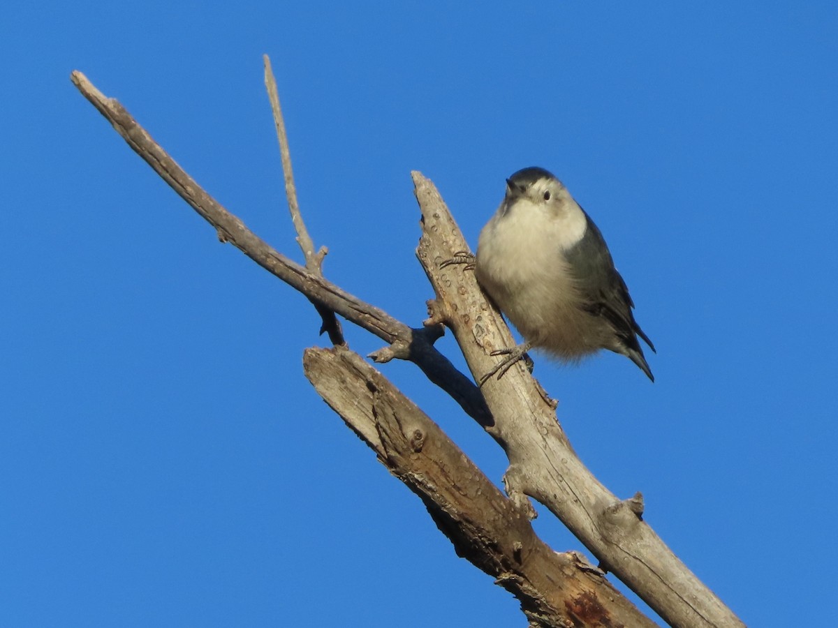 White-breasted Nuthatch - ML609236913