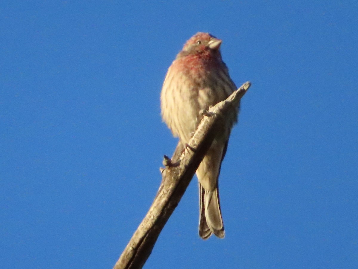 House Finch - ML609236926