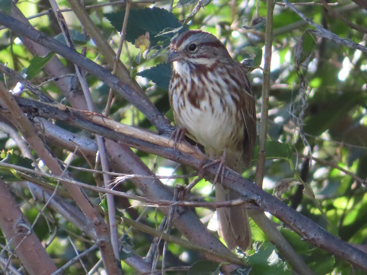 Song Sparrow - ML609236948