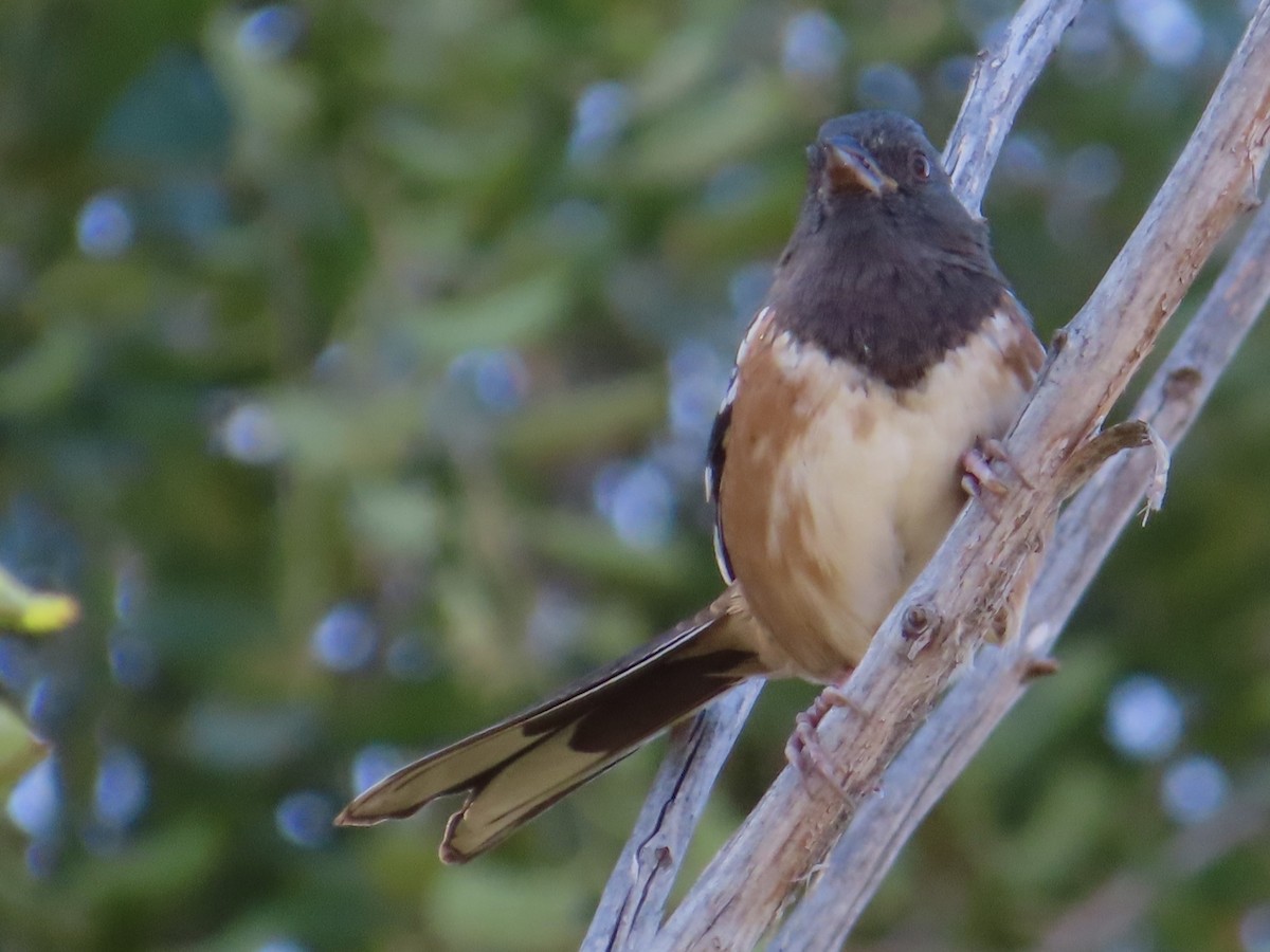 Spotted Towhee - ML609236956