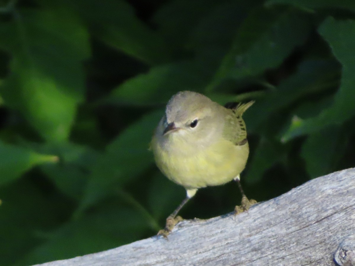 Orange-crowned Warbler - ML609236964