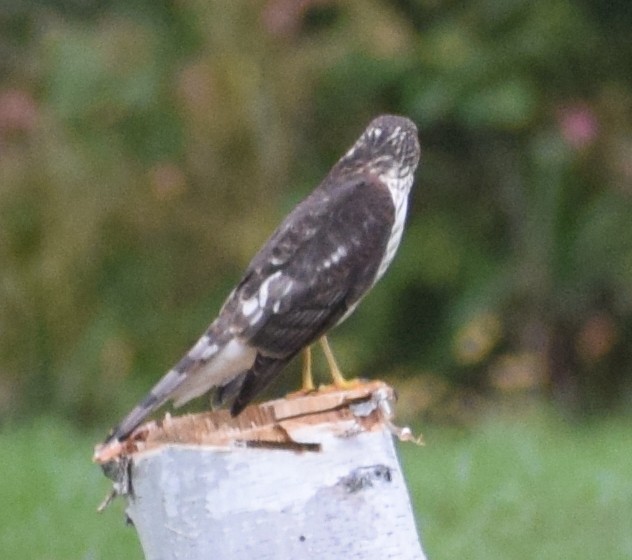 Sharp-shinned Hawk - ML609237106