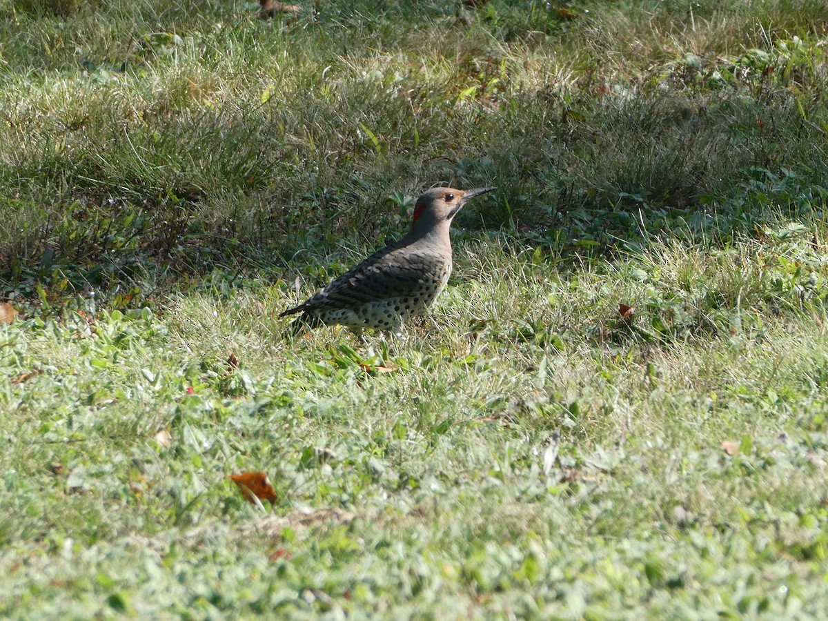 Northern Flicker - ML609237208