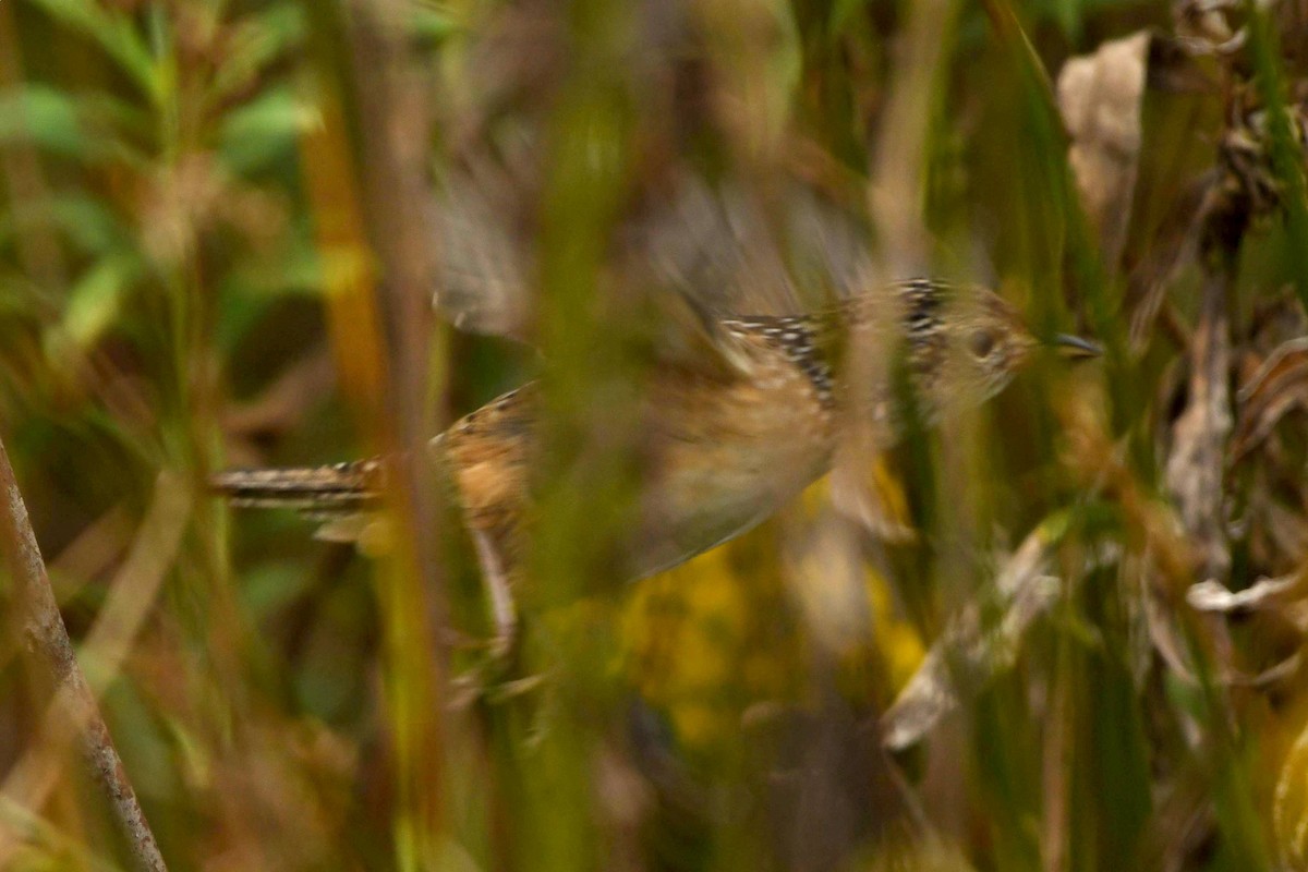 Sedge Wren - Tom Frankel