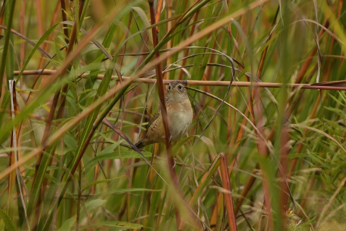 Sedge Wren - Tom Frankel