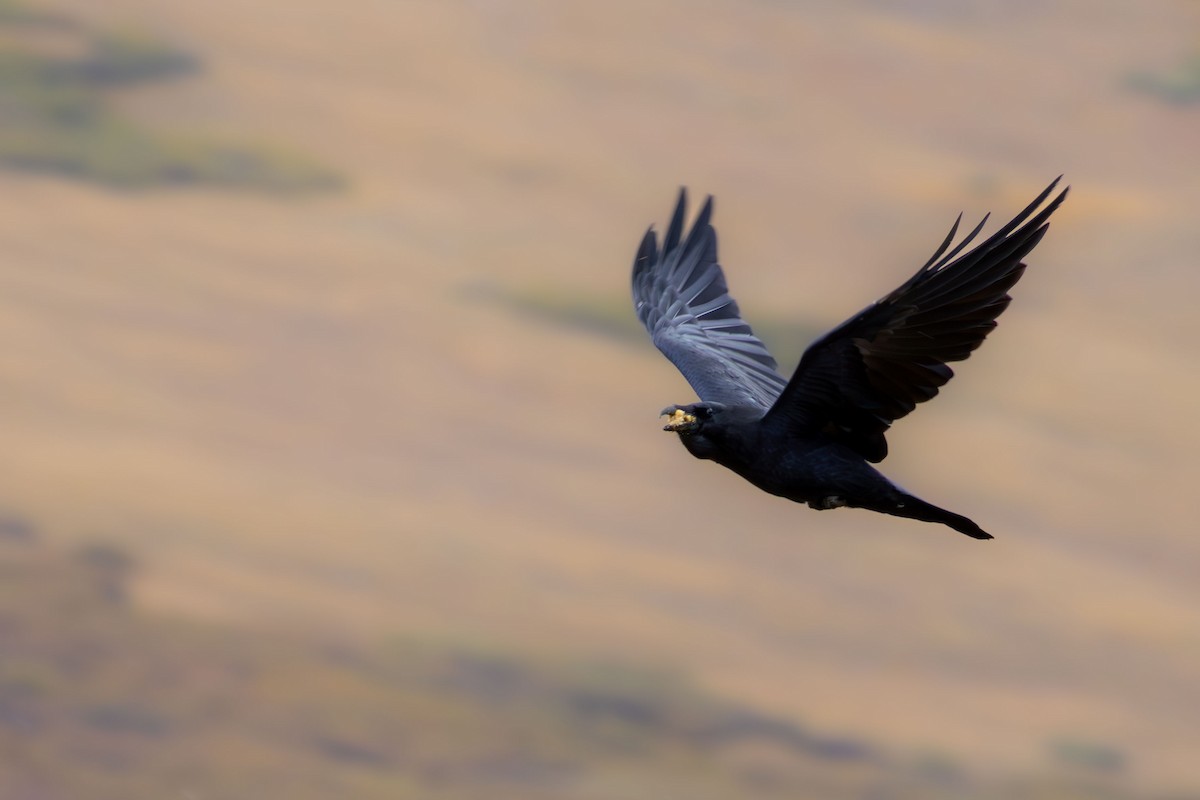 Common Raven - ML609237378